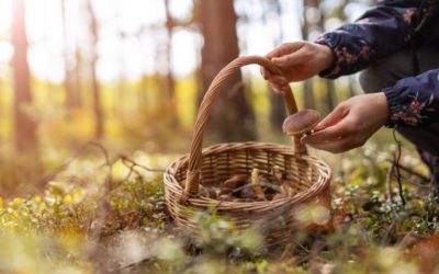 Foraging in January
