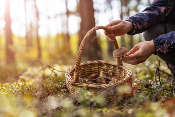 Foraging in January