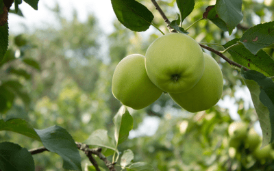 The Perfect Fruit Trees For An English Garden