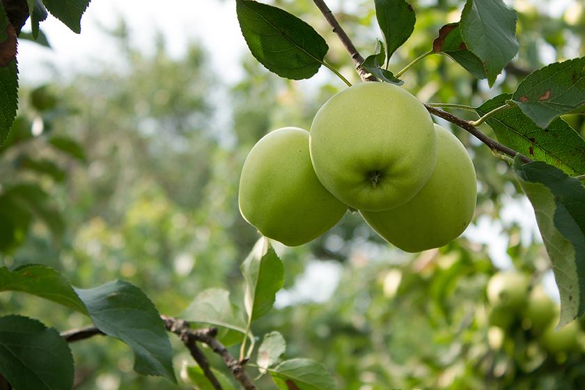 The Perfect Fruit Trees For An English Garden